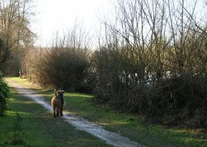 Chien en bord de Marne à Chalifert